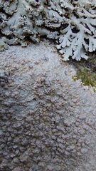 Pertusaria plittiana