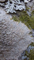 Pertusaria plittiana