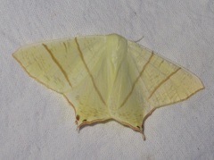 Ourapteryx sambucaria