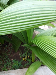 Molineria capitulata