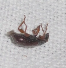 Phyllobius oblongus