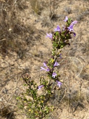 Clinopodium chilense