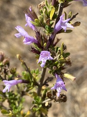 Clinopodium chilense