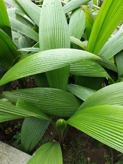 Molineria capitulata