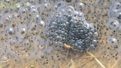Rana uenoi
