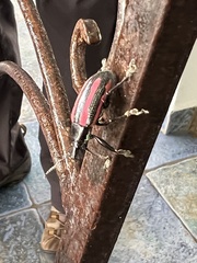 Exophthalmus similis