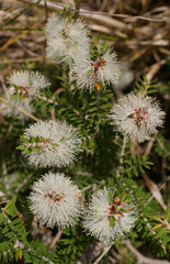 Melaleuca lanceolata