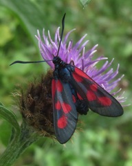Zygaena lonicerae