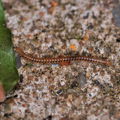 Blaniulidae