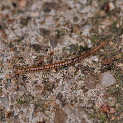 Blaniulidae