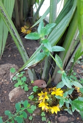 Molineria capitulata