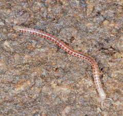 Blaniulidae
