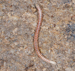 Blaniulidae