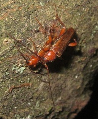 Phymatodes testaceus