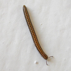 Brachyiulus pusillus