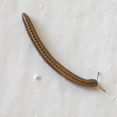 Brachyiulus pusillus