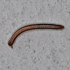 Brachyiulus pusillus