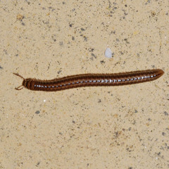 Brachyiulus pusillus