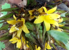 Molineria capitulata