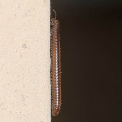 Brachyiulus pusillus