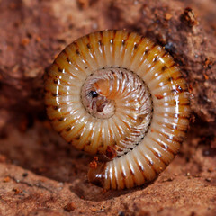 Cylindroiulus boleti