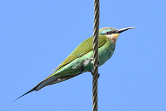 Merops persicus persicus