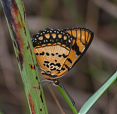 Byblia anvatara