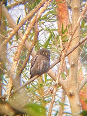 Glaucidium cuculoides