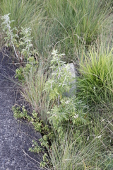 Rubus ludwigii