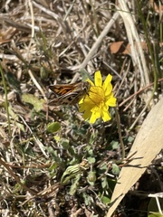 Hylephila fasciolata