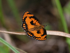 Byblia anvatara