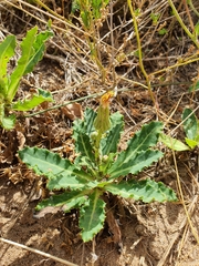 Sonchus megalocarpus