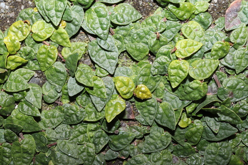 Image of Ficus thunbergii by (c) Se Lena, some rights reserved (CC BY)