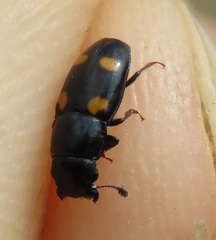 Glischrochilus hortensis