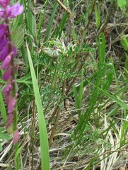 Astragalus suffruticosus