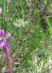 Astragalus suffruticosus