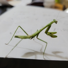 Pseudomantis