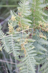 Eriophyes quadrifidus