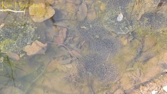 Rana uenoi
