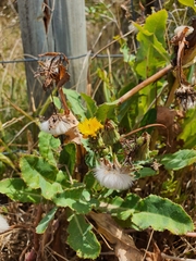 Sonchus megalocarpus