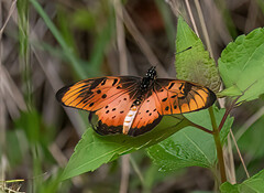 Acraea natalica