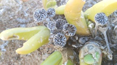 Glottiphyllum