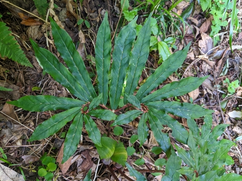 Arisaema heterocephalum iNat (1)