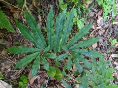 Arisaema heterocephalum