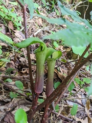 Arisaema heterocephalum