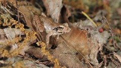 Rana uenoi