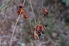 Rhynchosia volubilis