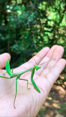 Stagmatoptera