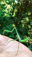 Stagmatoptera