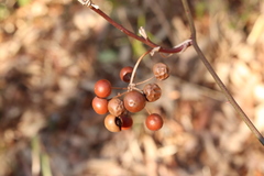 Smilax china